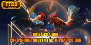 Đá Gà Cựa Dao Cùng Những Nguyên Tắc Thi Đấu Cơ Bản