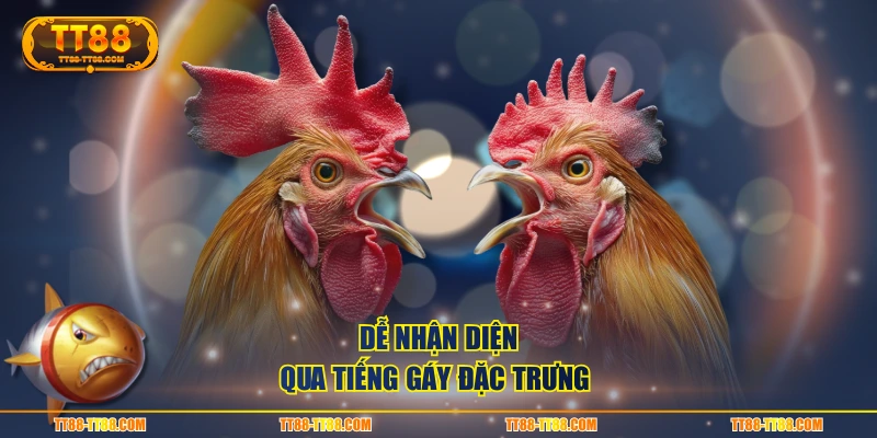 Dễ nhận diện qua tiếng gáy đặc trưng 