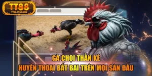 Gà Chọi Thần Kê - Huyền Thoại Bất Bại Trên Mọi Sàn Đấu