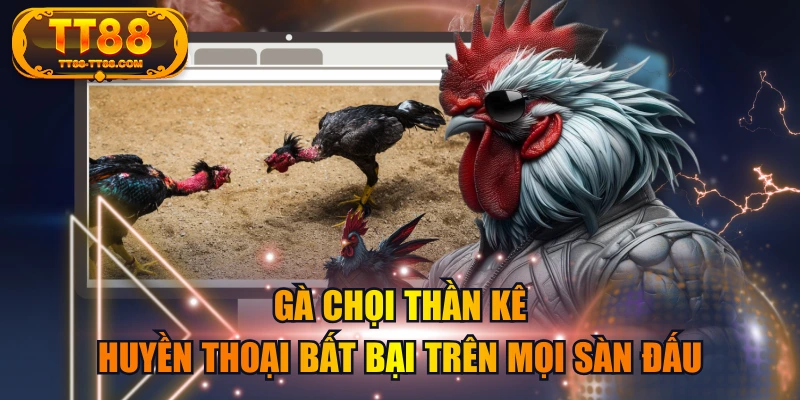 Gà Chọi Thần Kê - Huyền Thoại Bất Bại Trên Mọi Sàn Đấu
