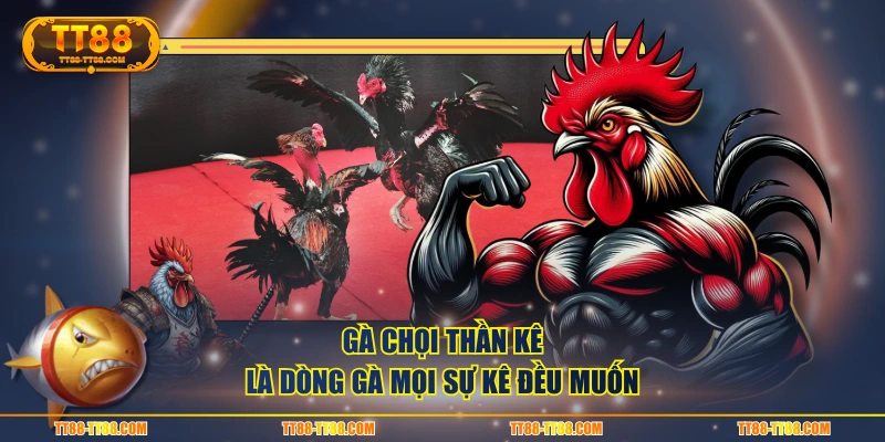Gà chọi Thần Kê là dòng gà mọi sự kê đều muốn