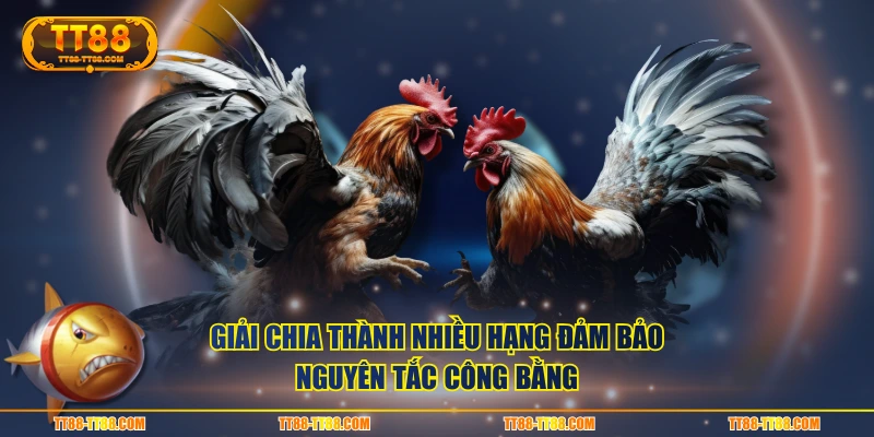 Giải chia thành nhiều hạng đảm bảo nguyên tắc công bằng