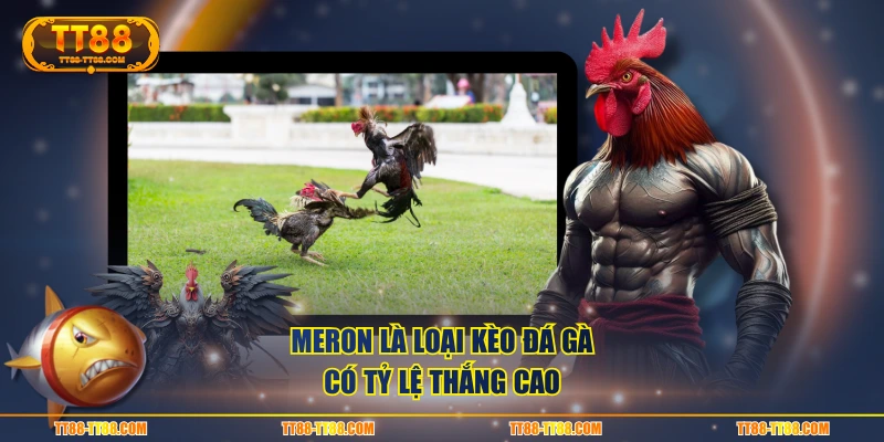 Meron là loại kèo đá gà có tỷ lệ thắng cao